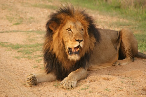 De Wildernis van Botswana & Zimbabwe impressie